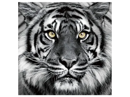 image LAND Bild Tiger in Schwarz und Weiss  | Schubiger Möbel