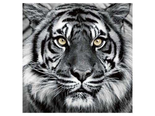 image LAND Bild Tiger in Schwarz und Weiss  | Schubiger Möbel