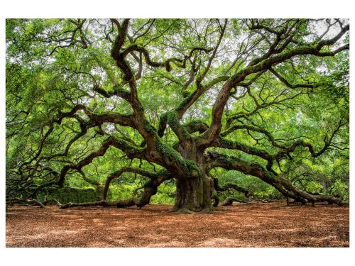 image LAND Digitaldruck auf Glas Verzweigter Baum  | Schubiger Möbel