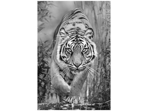 image LAND Digitaldruck auf Glas Tiger Auf Der Jagd  | Schubiger Möbel