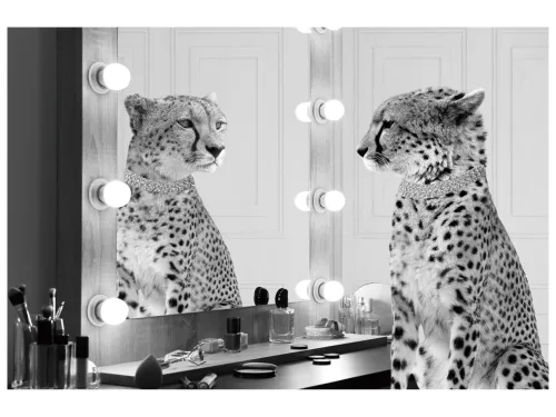 image LAND Glasbild Gepard Starlet  | Schubiger Möbel