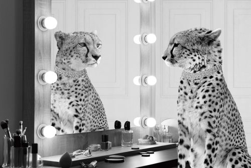 image LAND Glasbild Gepard Starlet  | Schubiger Möbel