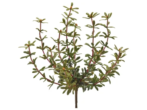 Edg, Edg Kunstblume Portulak Orange H: 27 cm  | Schubiger Möbel