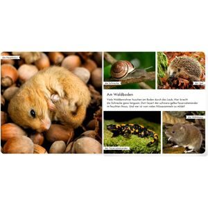 COPPENRATH DIE SPIEGELBURG, Pappbilderbuch Meine liebsten Tiere im Wald