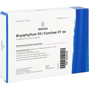 Bryophyllum D 5/conchae D7 Ampullen