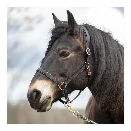 Soulhorse Elegantes Lederhalfter aus Fettleder - Grau/Rosegold -  Grösse Halfter: Shetty, Farbe: Grau/Rosegold