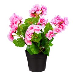 Stehgeranien, rosa