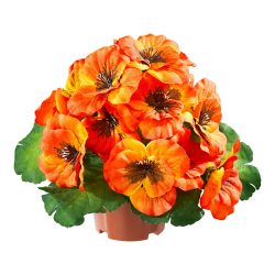 Stiefmütterchen, orange