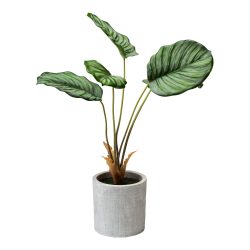 Kunstpflanze ?Calathea?