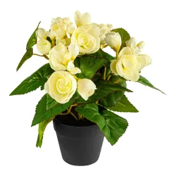 Begonienbusch, creme