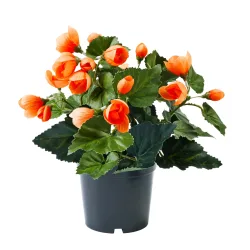 Begonienbusch, orange