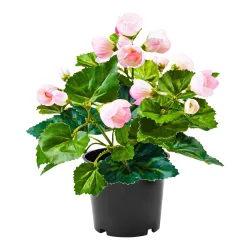 Begonienbusch, rosa