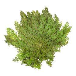 Rose von Jericho