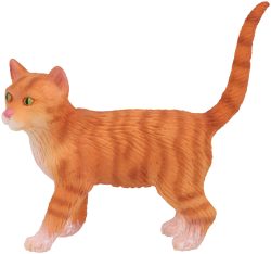 American Shorthair Francis