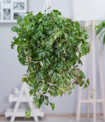 Hängepflanze Cissus (1 Pflanze)
