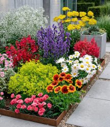 Bunter Staudengarten (9 Pflanzen)