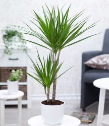 Dracena ´Marginata´ ca. 70 cm hoch (1 Pflanze)