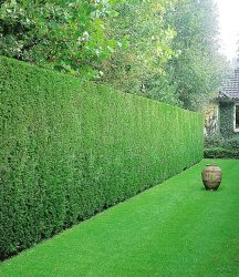 Leyland-Zypressen-Hecke (1 Pflanze)