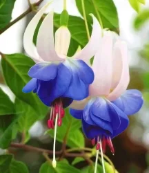 Winterharte Fuchsie 'Blue Sarah'