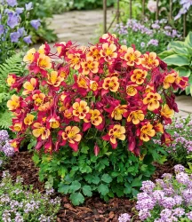 Akelei 'Earlybird® Red Yellow'