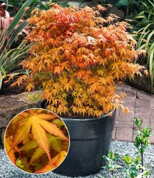 Japanischer Ahorn 'Katsura'