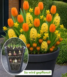 Blumenzwiebel-Mix 'Orange-gelbe Lasagne'