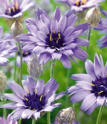 Blaue Rasselblume 'Catananche'