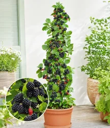 Säulen-Brombeere Navaho® 'Big&Early'