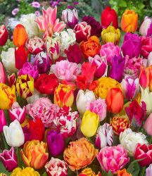 120 Tulpenzwiebeln ´Festival Mix´ (120 Zwiebeln)