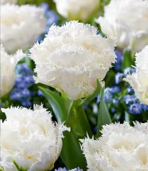 Crispa-Tulpe 'White Honeymoon'