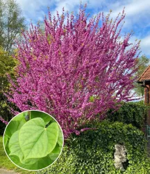 Cercis 'Avondale', Judasbaum