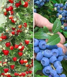 Beeren-Kollektion