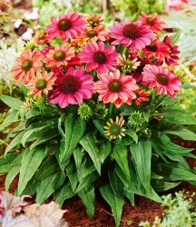 Echinacea 'Evolution®'