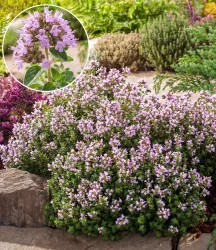 Winterharter Oregano
