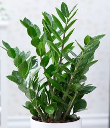 Zamioculcas (1 Pflanze)