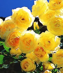 Kletter-Rose 'Dune®'