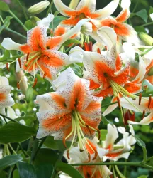 Lilie 'Lady Alice'