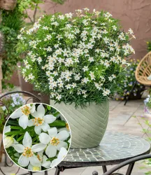 Choisya 'Tiny Dancer®'
