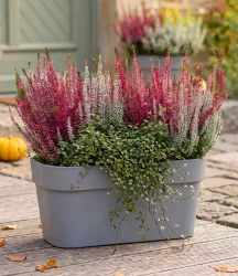 3er Herbst-Set 'Autumn Harmony'