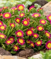 Winterharte Eisblume 'Hot Pink Wonder'