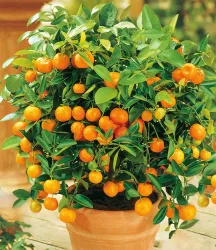Orangen-Bäumchen