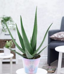 XXL Aloe Vera (1 Pflanze)