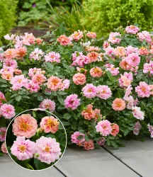 Rose 'Amirose®'