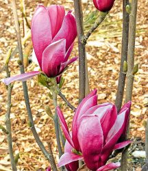 Magnolie ´March Till Frost´ (1 Pflanze)
