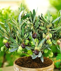 Olive (1 Pflanze)