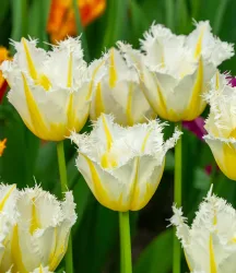 Crispa-Tulpe 'Lemon Beauty'