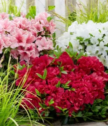 Zwerg-Azalee 'Encore® Autumn'