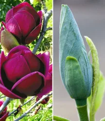 Magnolien-Sortiment zum Vorteilspreis