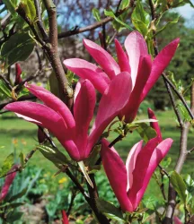 Purpur-Magnolie