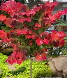 Cercis 'Hearts A' Fire®',Judasbaum